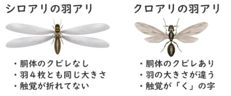 シロアリ点検・・・無料！！